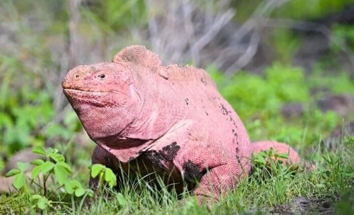 Iguana-rosada-1140x694