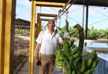 Proyecto La Cruz de Manzanillo retoma exportación de banano convencional hacia Europa