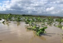 Víveres suben de precio por efectos de Melissa en agricultura