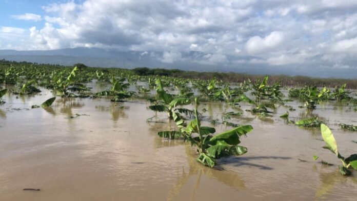 agricultura-impactada-suben-precios-por-efectos-melissa-c2e65869