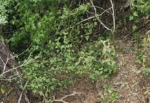 Dirección Regional Noroeste de la Policía Nacional recupera pasola robada en centro educativo de Mao