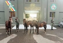 Ejército frustra robo de animales y recupera caballos en Dajabón
