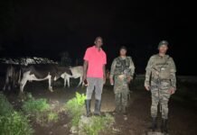 Ejército recupera 18 reses sustraídas en Loma de Cabrera, Dajabón
